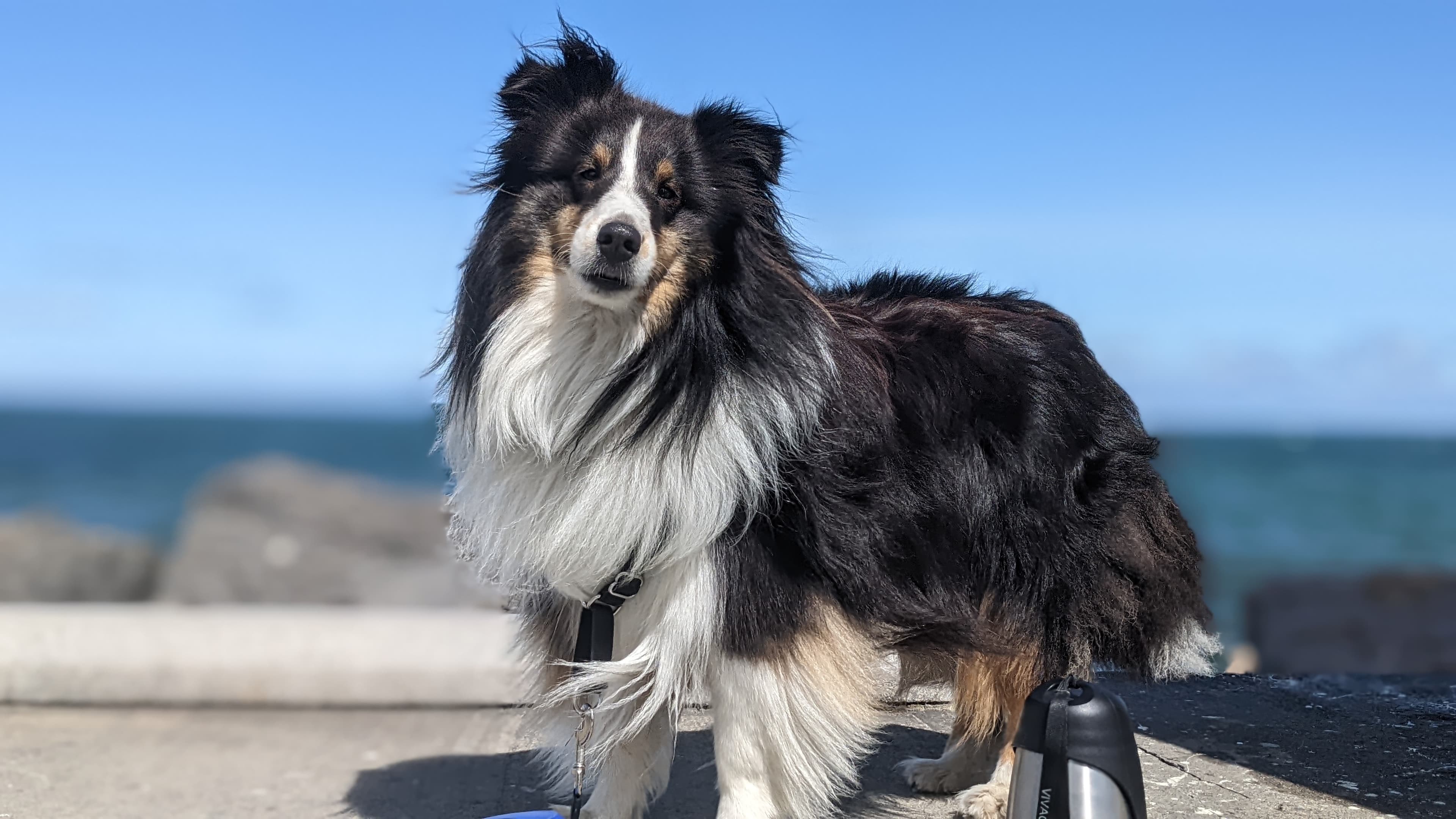 A fluffy black and white dog stands on a concrete surface by the ocean under a clear blue sky.