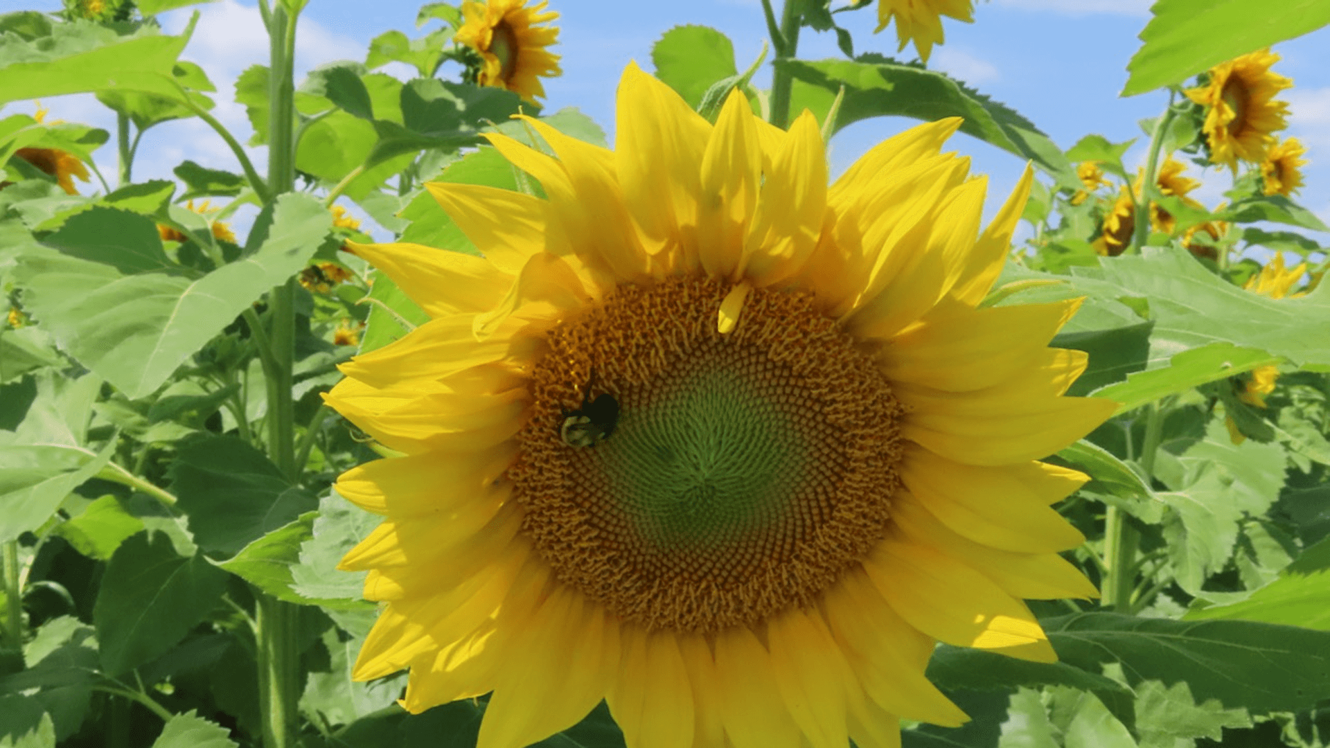 A close-up of a vibrant sunflower with a bee on its center, surrounded by green leaves and other sunflowers.