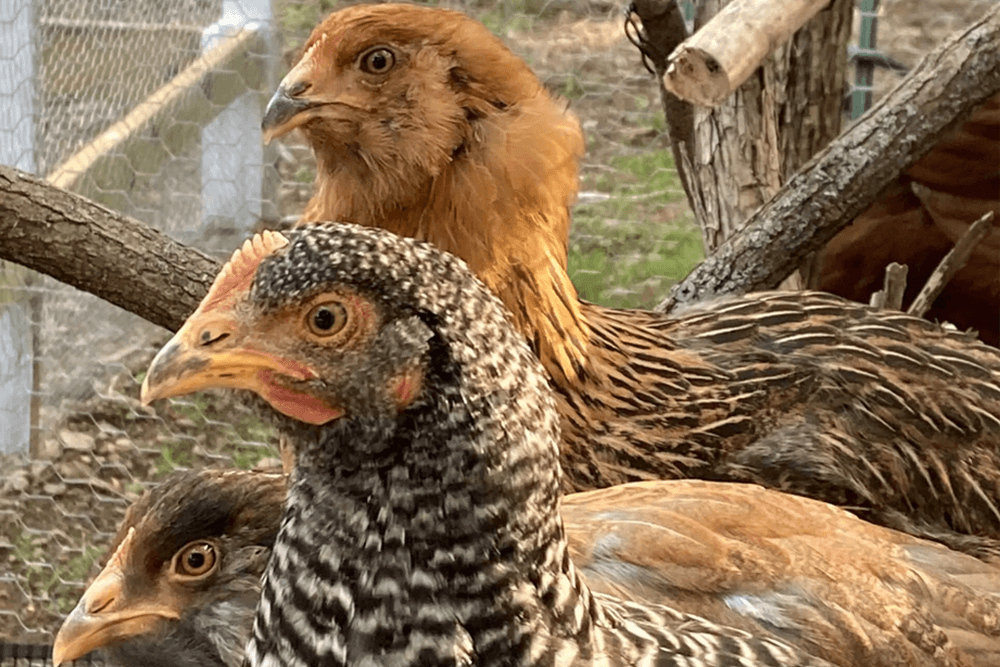 Three chickens with distinctive feather patterns and colors.
