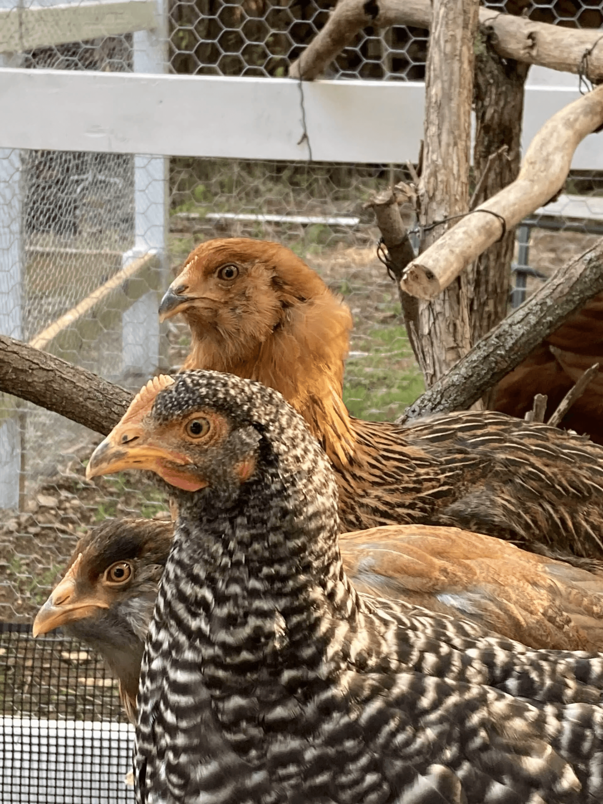 Three chickens with varying feather patterns are gathered together in a coop.
